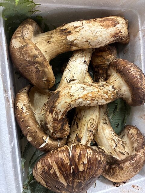 りっぱな大阪産松茸
