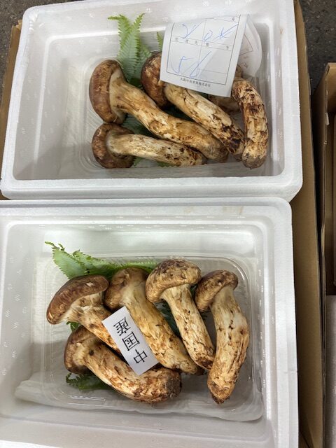 秋の風物詩、松茸