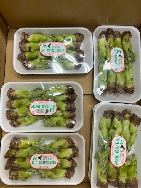 阿蘇の山菜の入荷