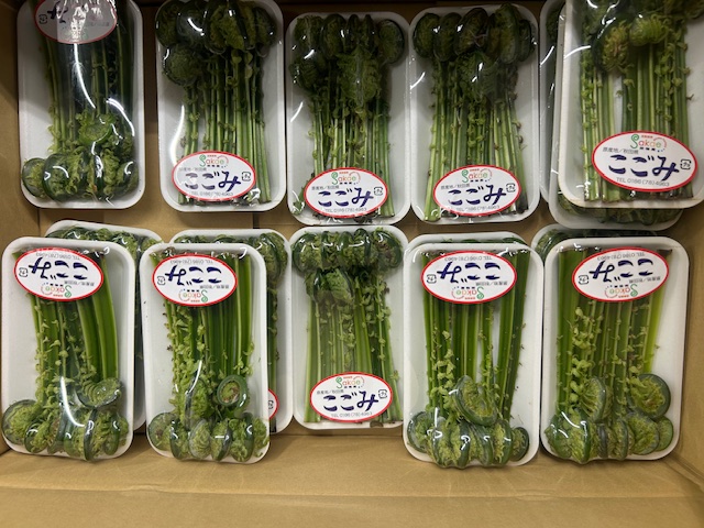 春の山菜こごみの入荷